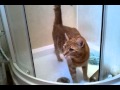 Кот, принимающий душ Кот, принимающий душ