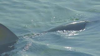 Un tiburón obliga a cerrar una playa en Sotogrande (Cádiz)