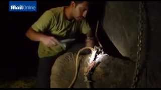 Daring midnight rescue operation to free Raju the elephant"