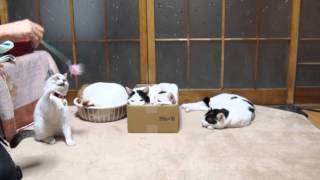 140125 猫じゃらしで遊ぶクロ