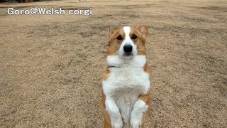 Goro's magic / むせるコーギー 20140105 Goro@Welsh corgi, match move / マッチムーブ 実写合成 ボトムズ