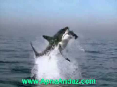 Акула атаковала дельфина