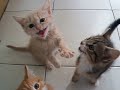Noisy kittens waiting for dinner!