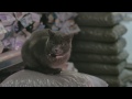 John Grant - GMF