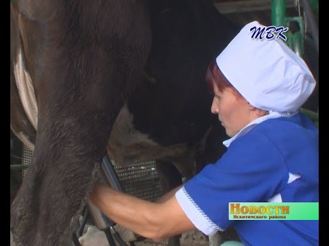 В Искитимском районе состоялся профессиональный конкурс дояров и осеменаторов коров