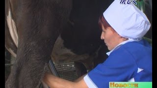 В Искитимском районе состоялся профессиональный конкурс дояров и осеменаторов коров