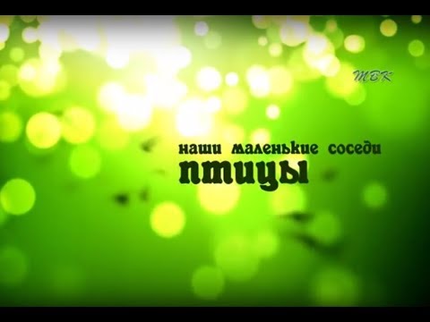 Наши маленькие соседи - птицы Наши маленькие соседи - птицы