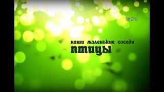 Наши маленькие соседи - птицы