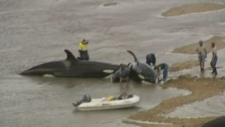 Killer whales beached off Australian coast