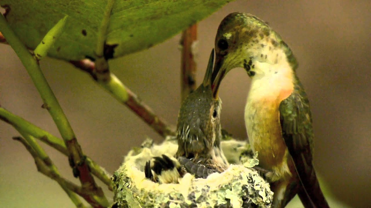 Mother and Baby Hummingbirds in Nest from Hatch to Fledge YouTube