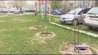 Бердчанин высадил в своём дворе деревья и кустарники