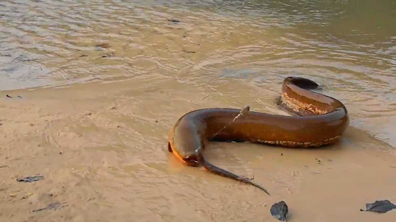 PESCANDO UM PEIXE ELÉTRICO - YouTube