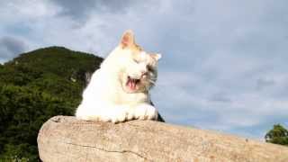 130902 あくび 　Cat yawn