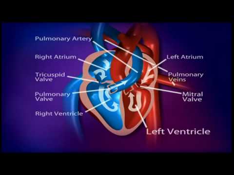 How does a healthy heart work? - YouTube