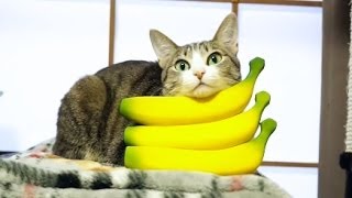 123バナナ猫 - Banana Cat -