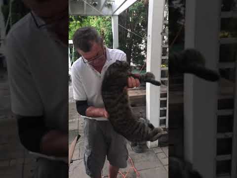 WAIT FOR IT!!! Best Funny Cat Grooming EVER!!