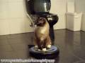 Chatte de ménage