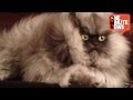 Meet Colonel Meow