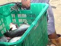 Pancing Ikan Besar