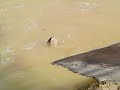 Pancing Ikan Besar