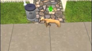 Sims dog