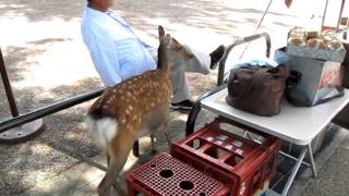 Nara Park Deer getting punished