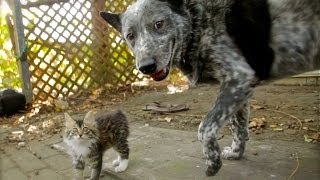 Dog Befriends Disabled Kitten