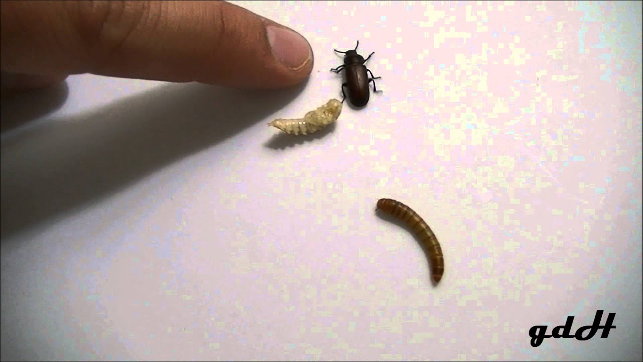 the meal worm life cycle must see ending youtube the meal worm life cycle must see ending youtube