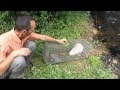 2014 27 juillet Capture de Ragondin Albinos Oxylane-décathlon 35830 Betton