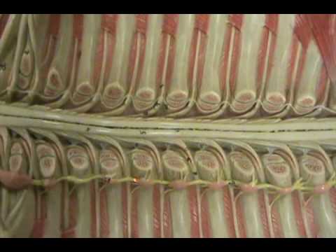 Long. Spinal Cord Model - Sympathetic Chain Ganglia - YouTube