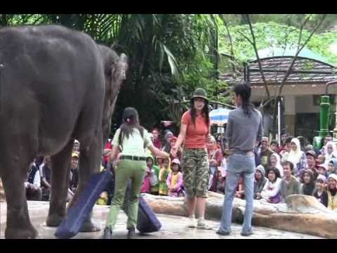 (Elephant Show) - Wisata Bogor - Jawa Barat - Indonesia - YouTube