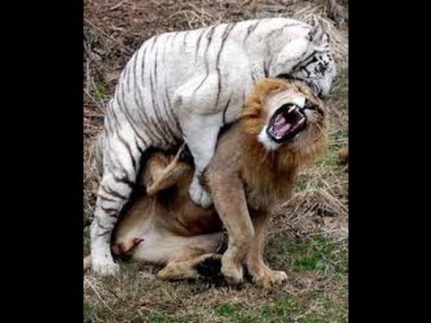 Brutal Tiger fighting with lion - YouTube