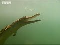 Caiman vs Capybara - BBC wildlife