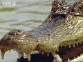 Caiman vs Capybara - BBC wildlife