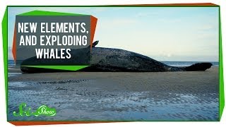 New Elements, and Exploding Whales