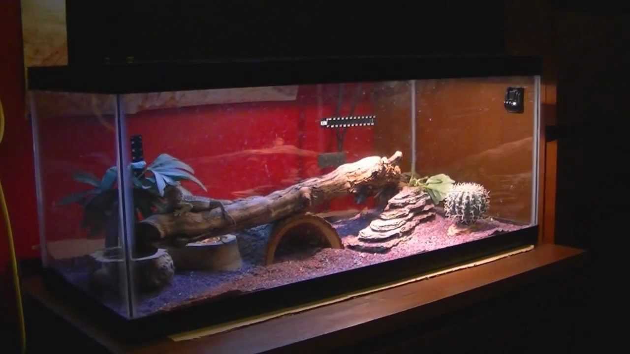 20 gallon aquarium bearded dragon my bearded dragon tank bearded dragon lighting kit