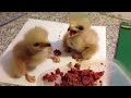 Baby Harris Hawks Fighting