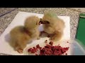 Baby Harris Hawks Fighting