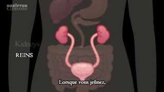 Qu'arrive-t-il au corps lorsque l'on jeûne ? [ Animation ]