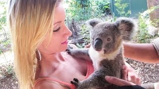 KOALA CUDDLING