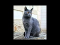 Les races de chats parti 1