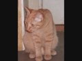 Les chats à l'adoption ... Le Panorama des Animaux 69