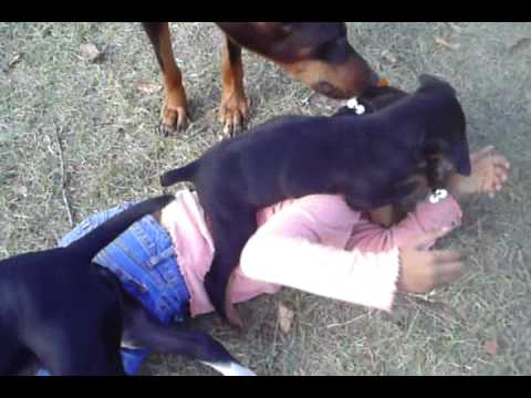 killer dogs attack children!!! - YouTube