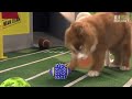 Puppy Bowl V: Fur Flies!