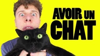 NORMAN - AVOIR UN CHAT