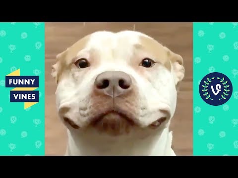 TRY NOT TO LAUGH - Cute Funny Animals of the Week!