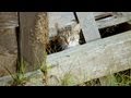 Feral Cats