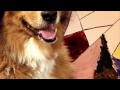Gotye Dog Parody - Somebody That I Used To Know