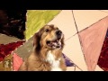 Gotye Dog Parody - Somebody That I Used To Know