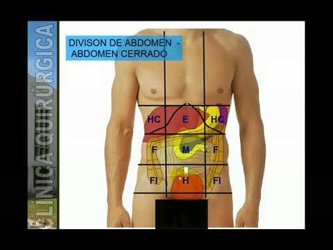 ABDOMEN DIVISION TOPOGRAFICA - YouTube